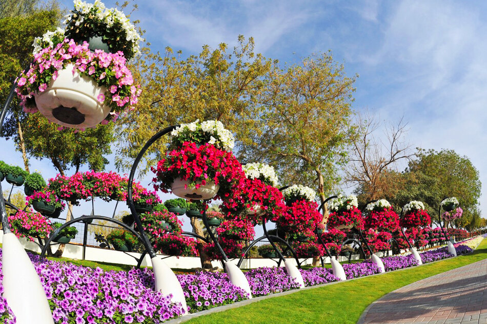 Flowers paradise. Парк Аль-Айн. Парк цветов в Аль-Айне (г. Аль-Айн). Al Ain Paradise парк. Дубай парк Гарден Павлины.