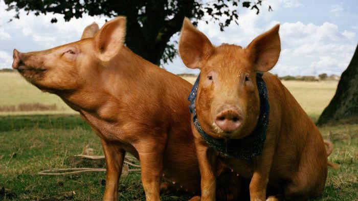 История отважных свиней легла за основу трогательного фильма, который показали по BBC. /Фото: zonahollywood.com